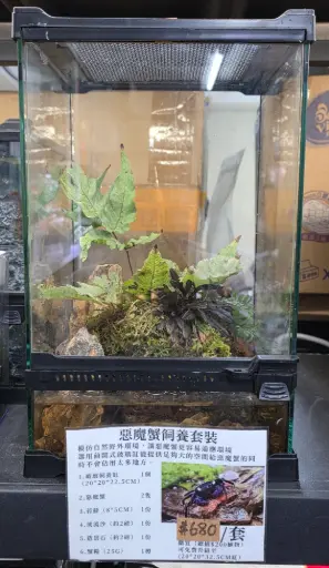 惡魔蟹飼養套裝